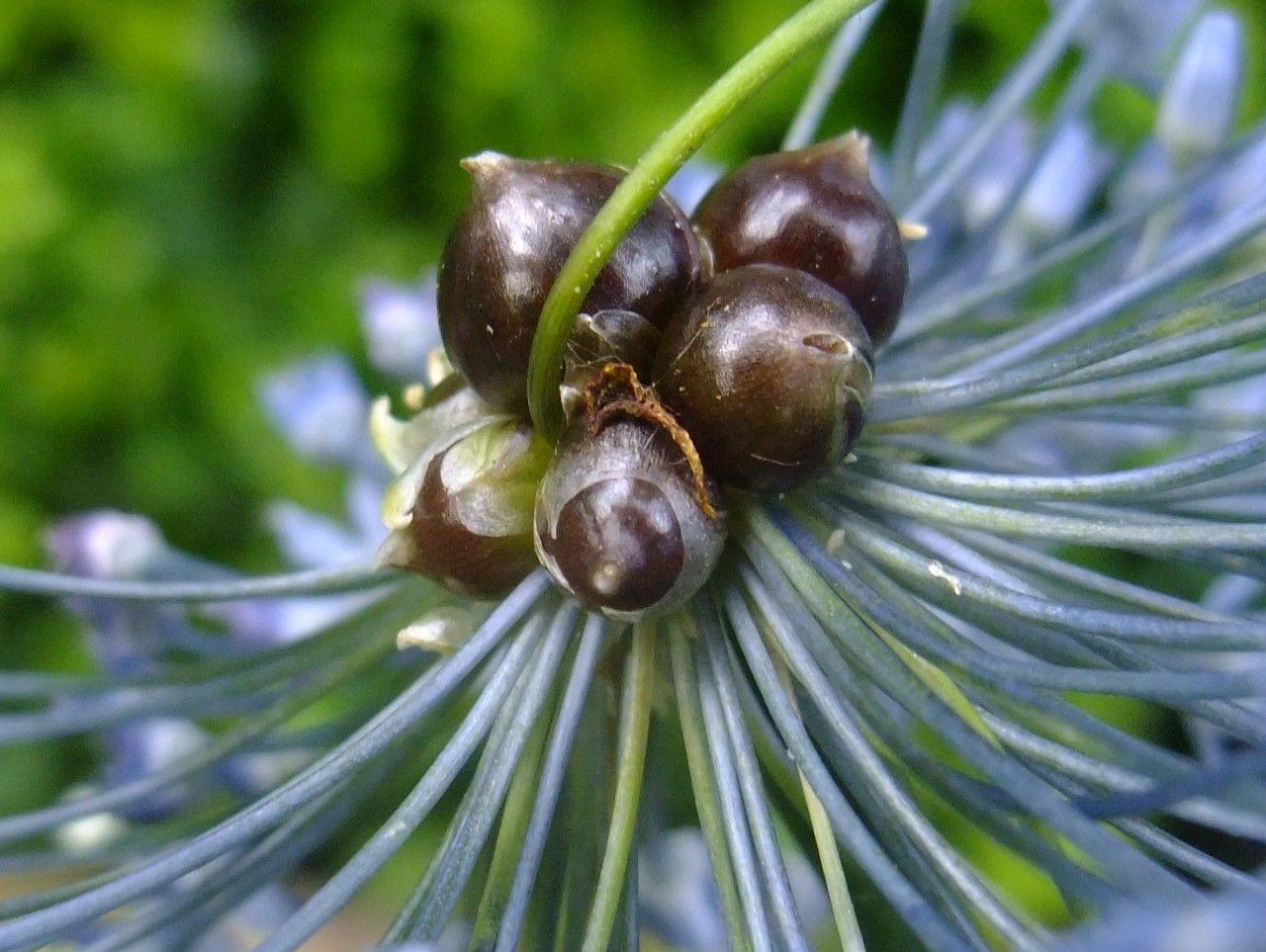 Allium caeruleum fruit