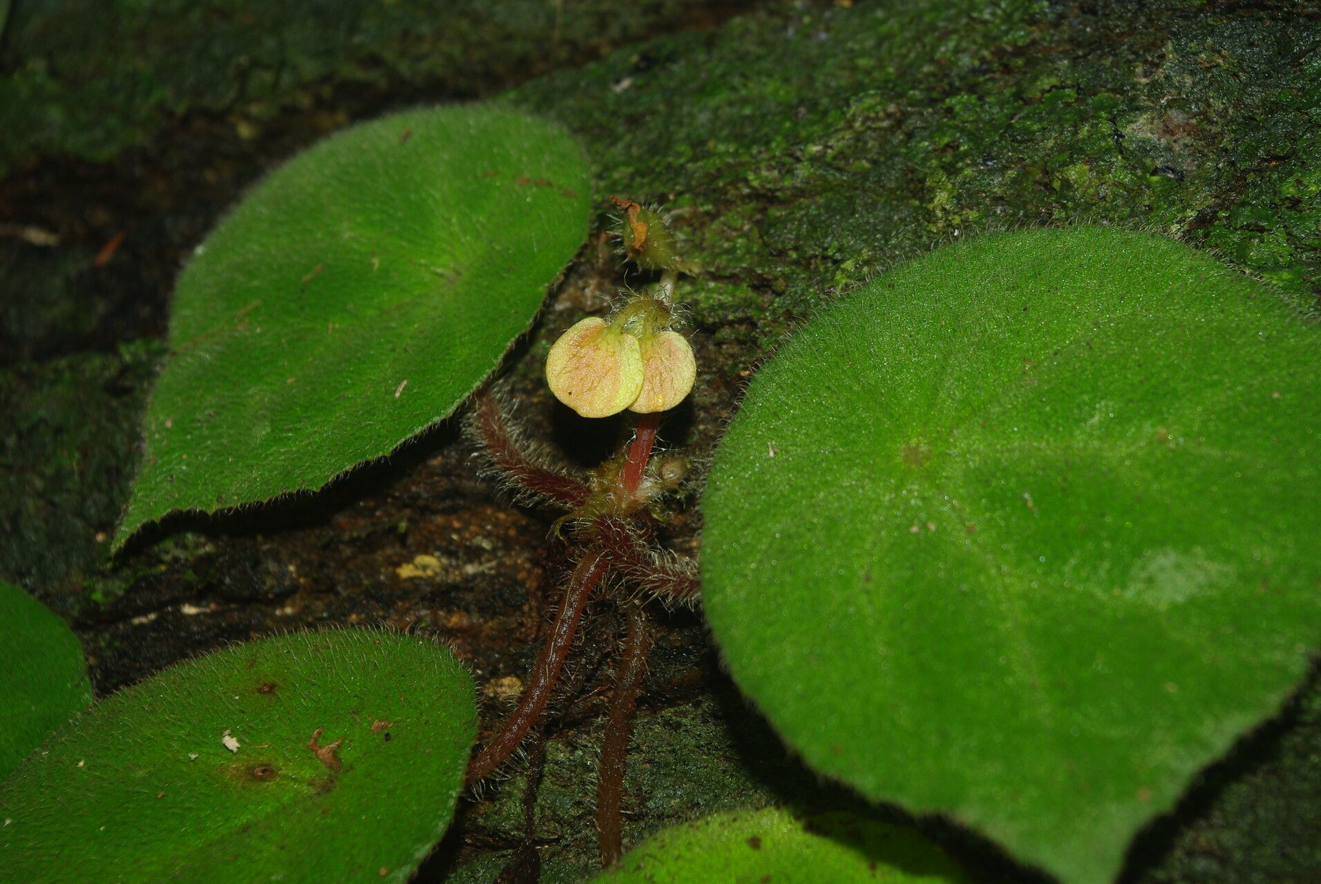 Begonia letouzeyi — houseplant care guide