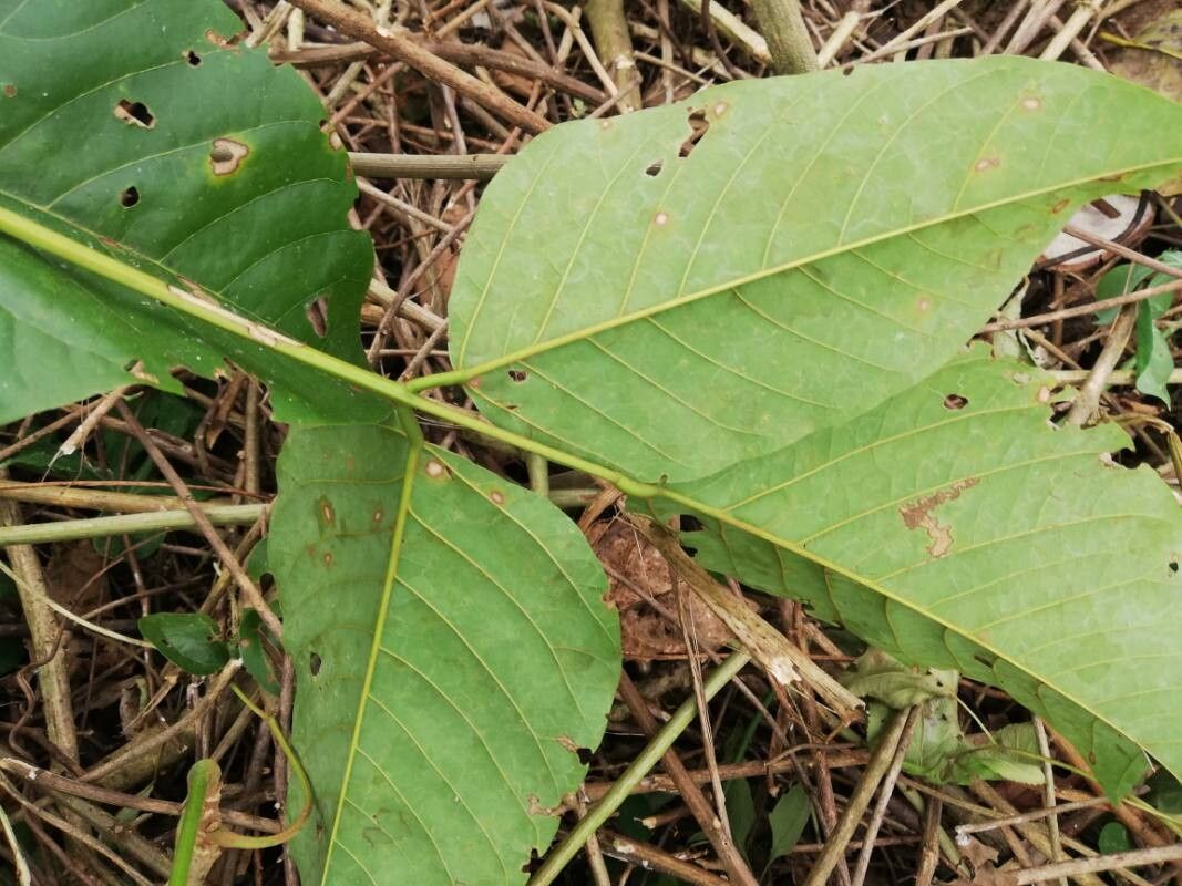 Erythrina droogmansiana leaf