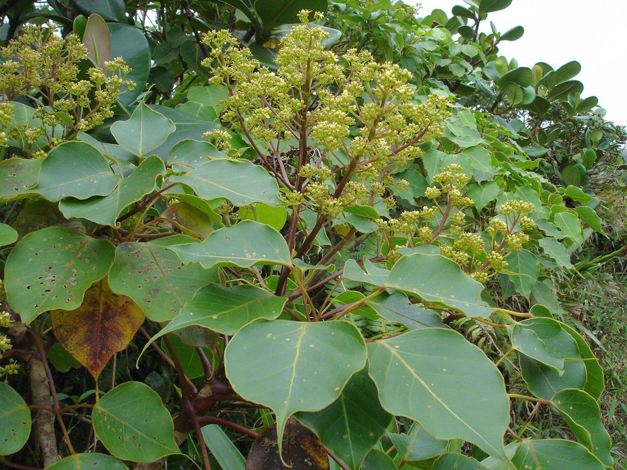 Schefflera attenuata habit