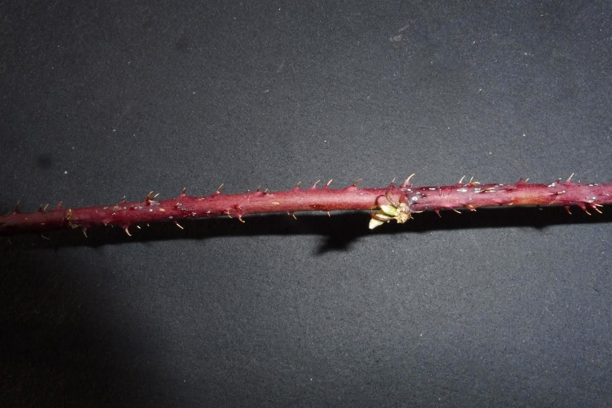 Rubus nemorosus fruit