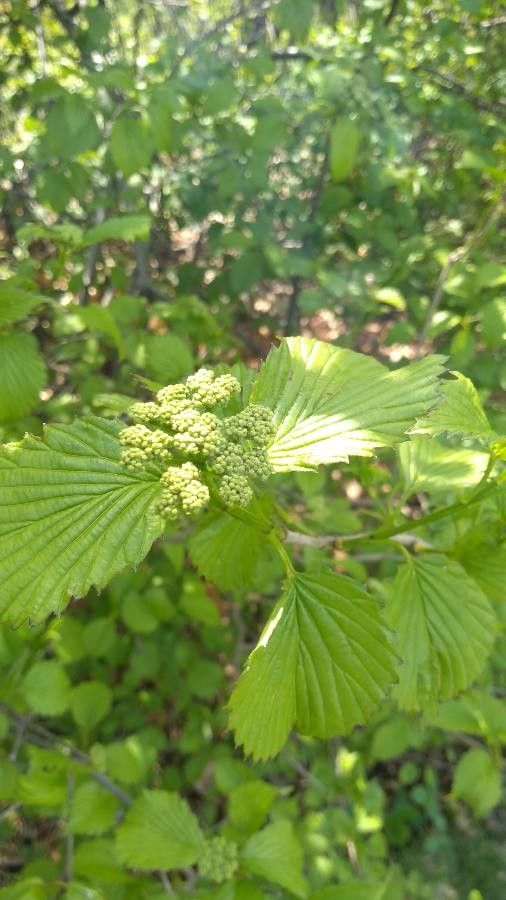 Viburnum recognitum flower