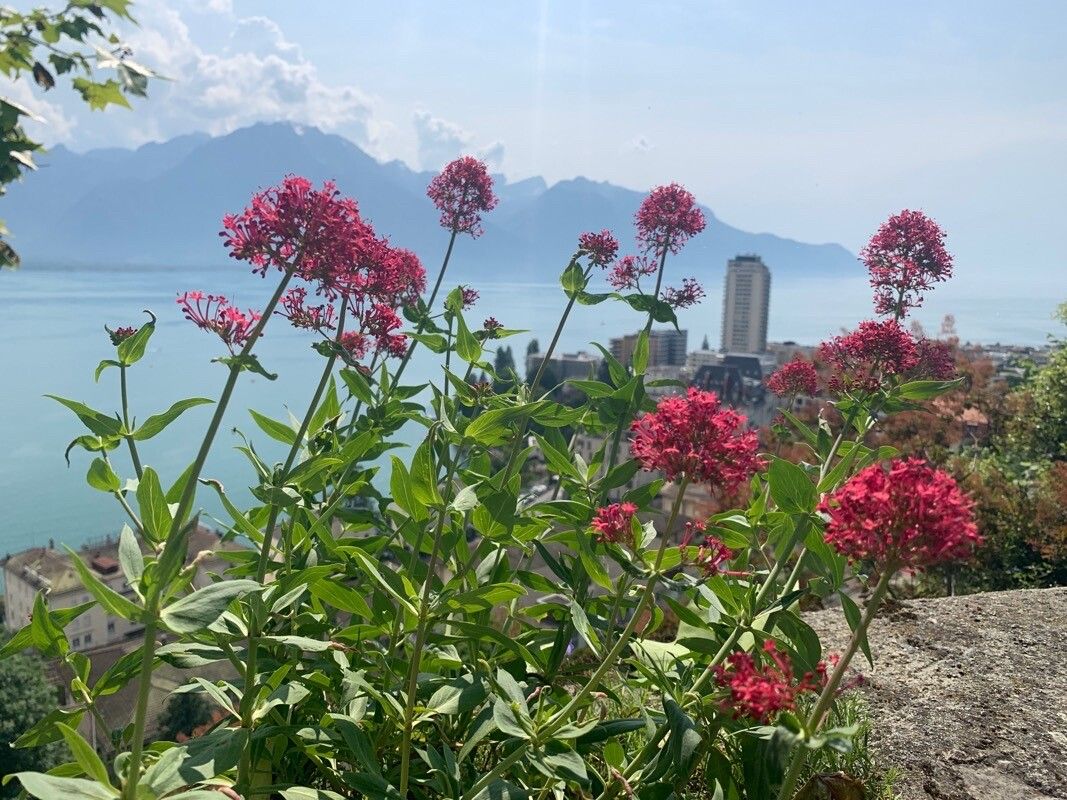 Valeriana nevadensis habit