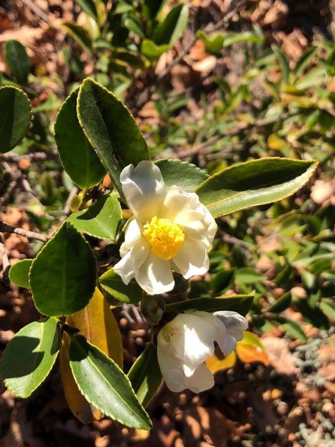 Pyrenaria microcarpa flower
