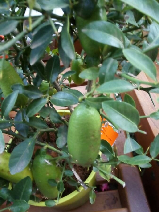 Citrus australasica fruit