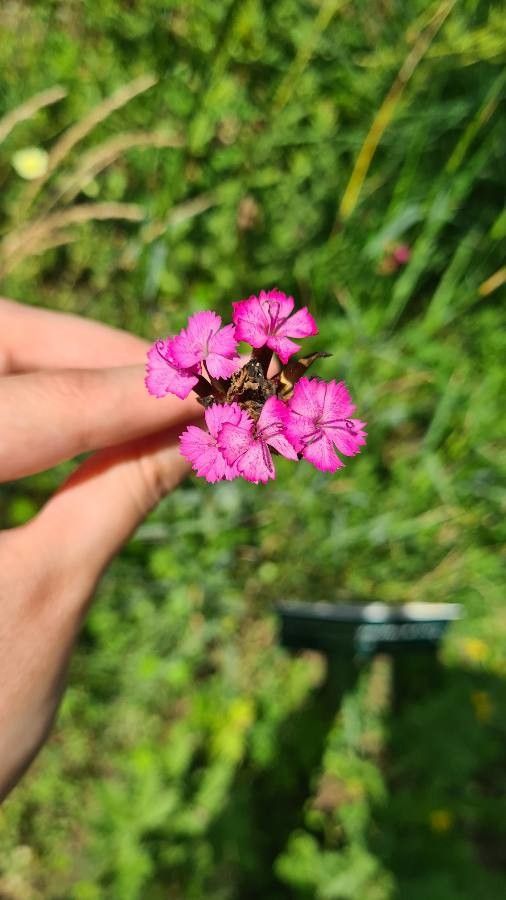 Dianthus giganteus flower