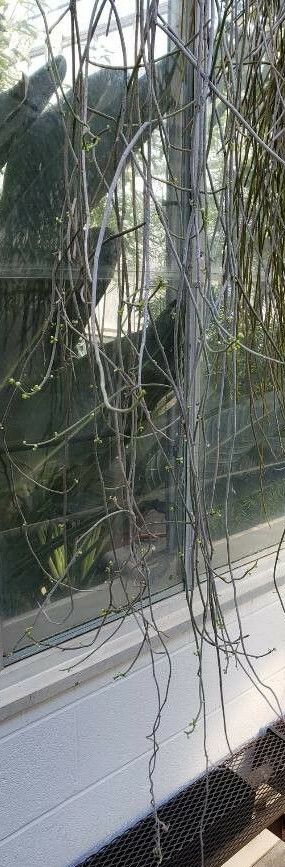 Cynanchum viminale habit