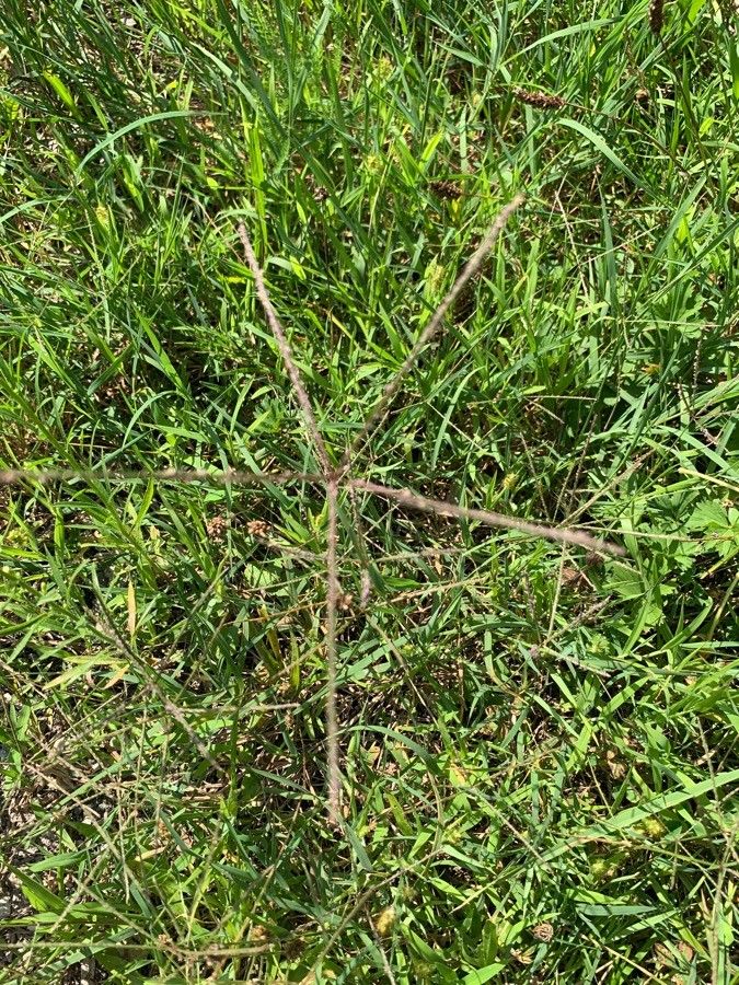 Chloris verticillata leaf