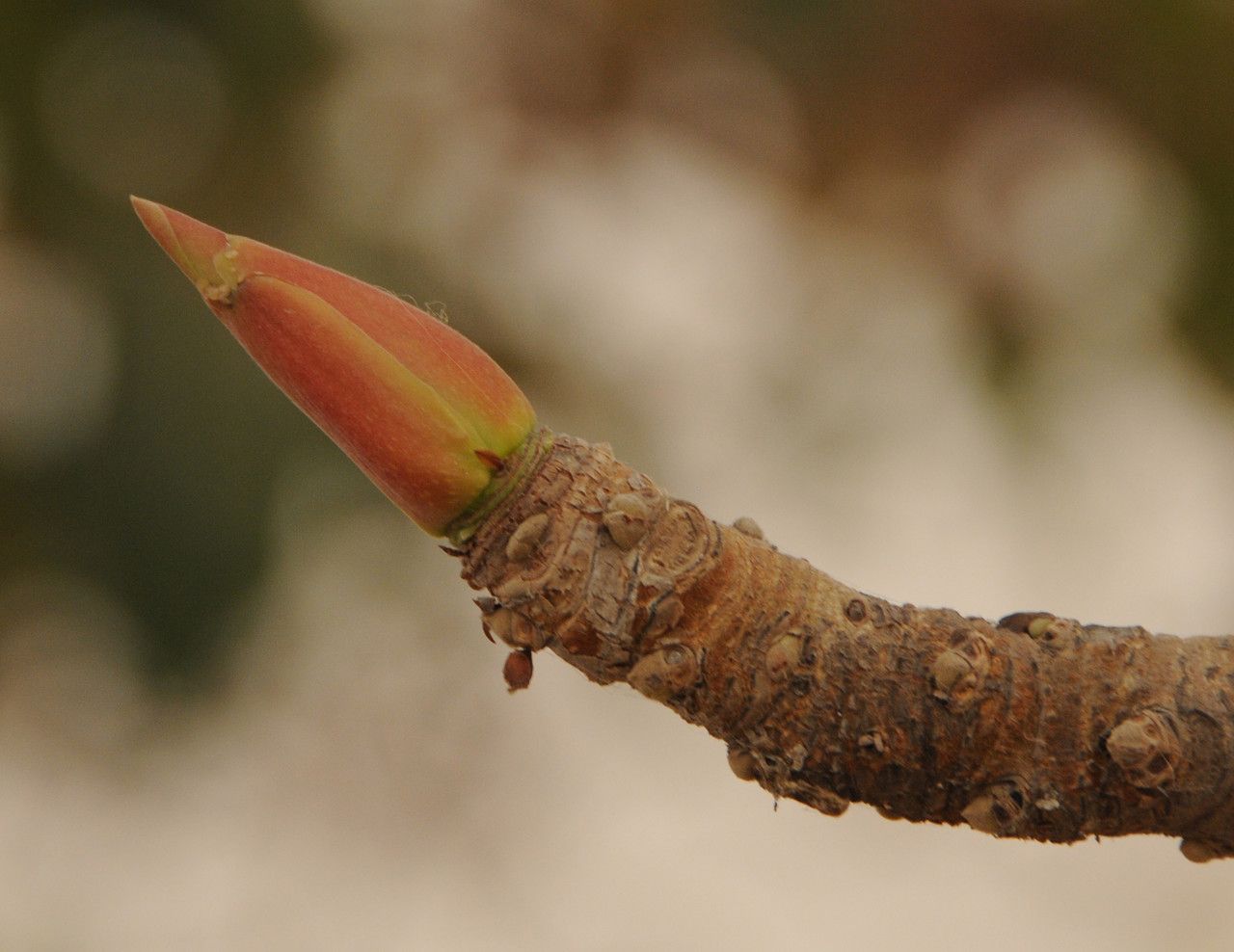 Ficus platyphylla bark