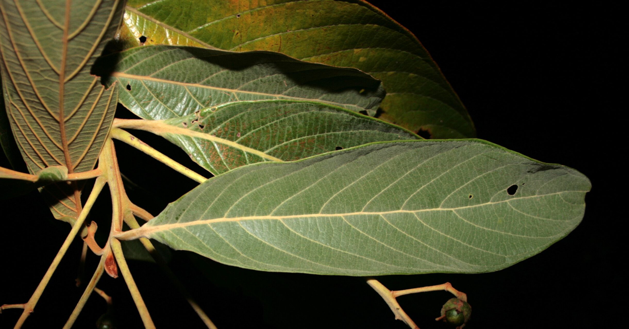 Nectandra villosa leaf