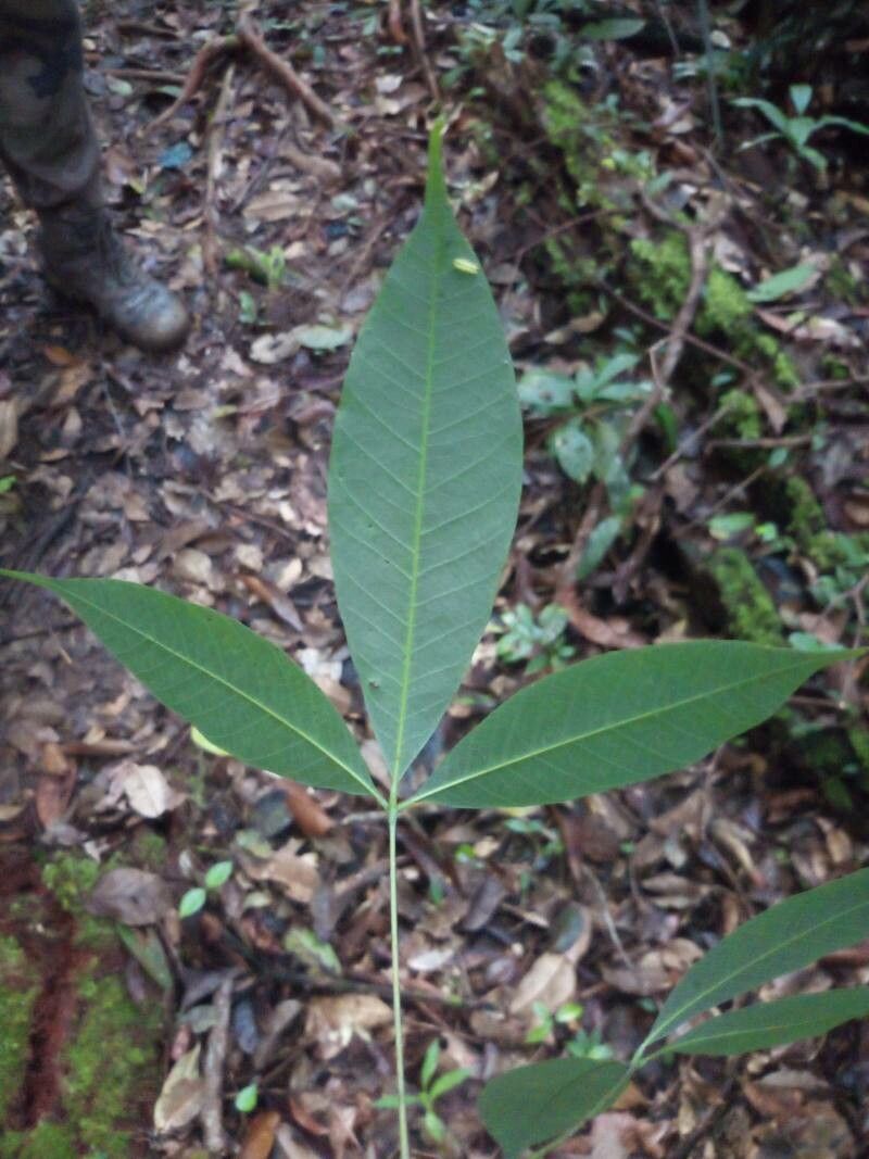 Hevea guianensis — houseplant care guide