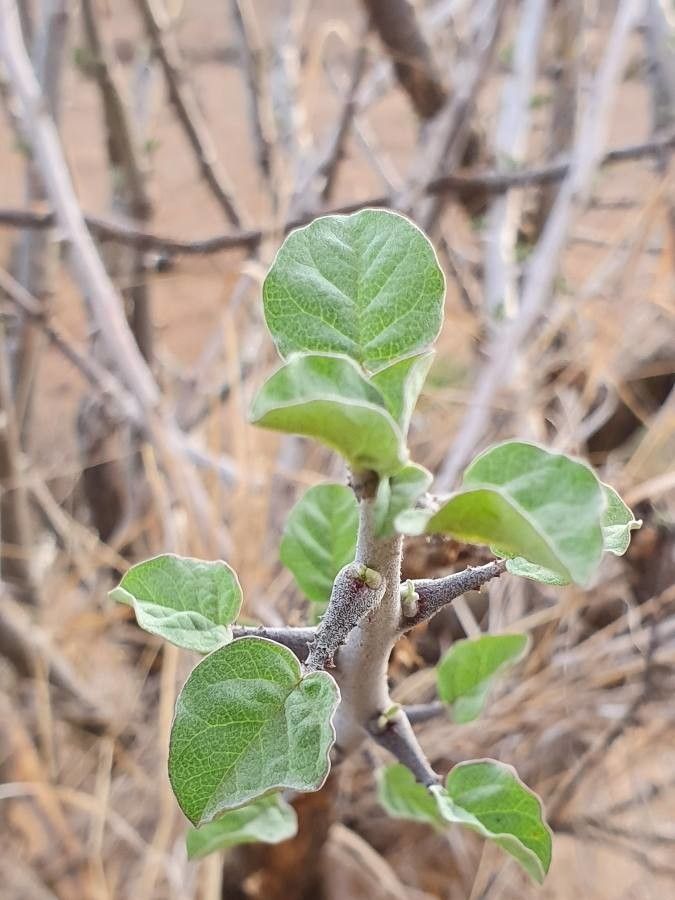 Sesamothamnus rivae leaf