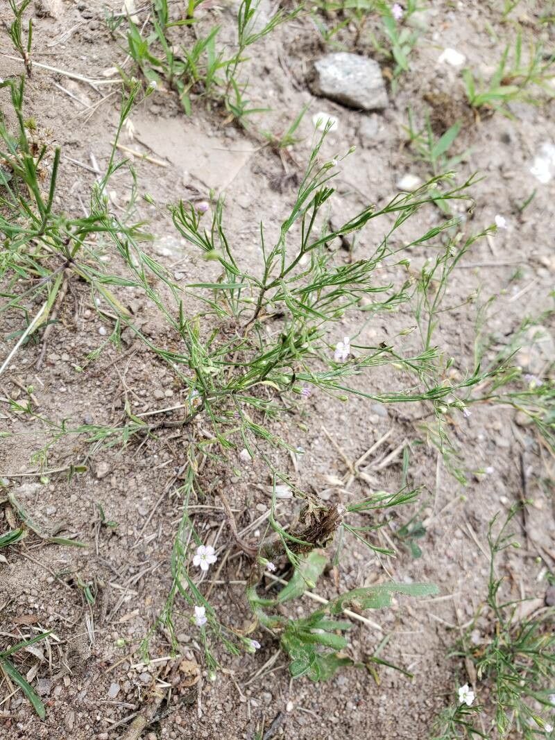 Gypsophila muralis leaf