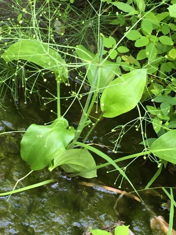 Alisma subcordatum flower