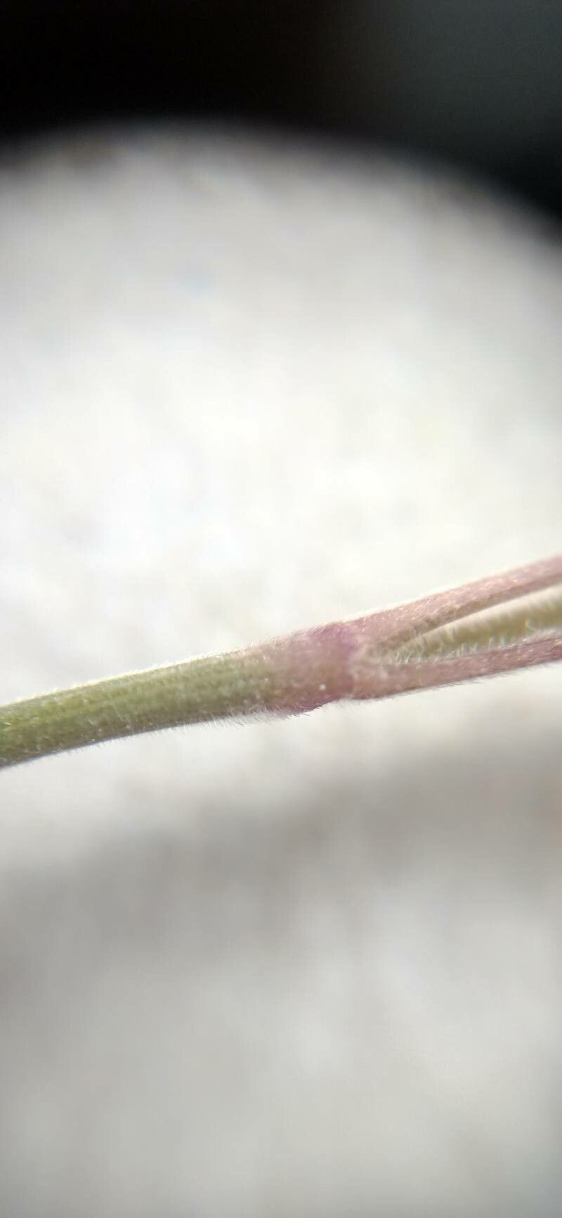 Koeleria eriostachya bark