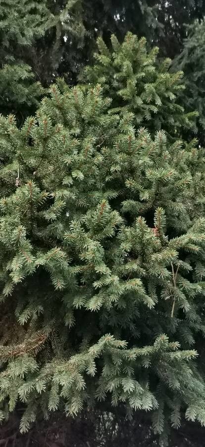 Picea obovata — search result for 'Picea'