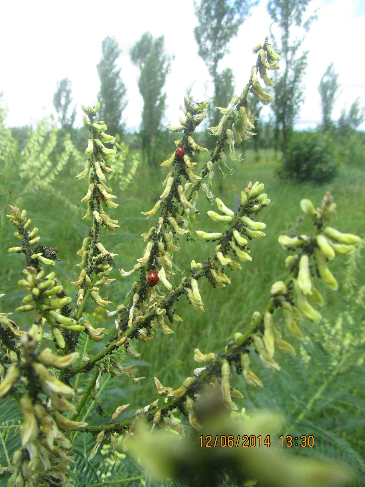 Astragalus galegiformis — houseplant care guide