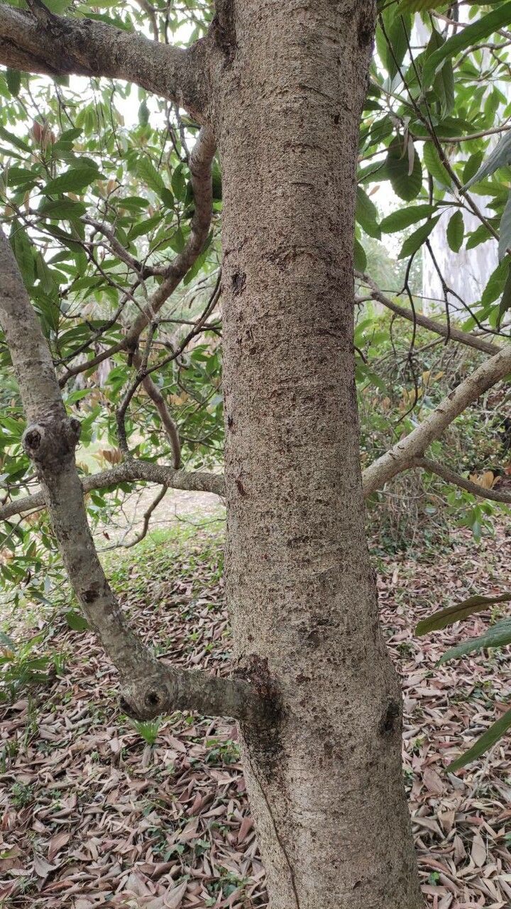 Eriobotrya deflexa bark