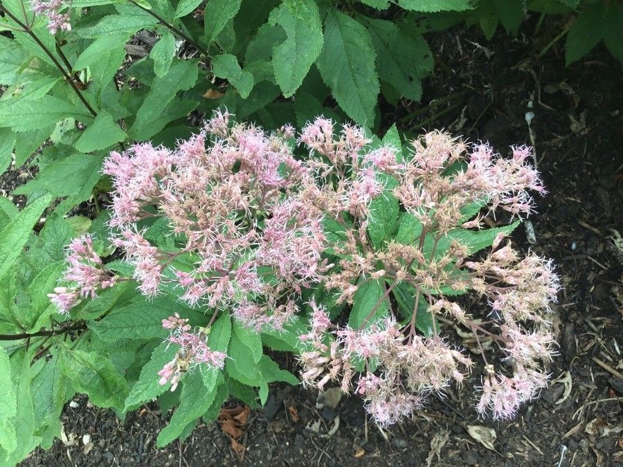 Eupatorium maculatum