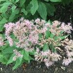 Eupatorium maculatum