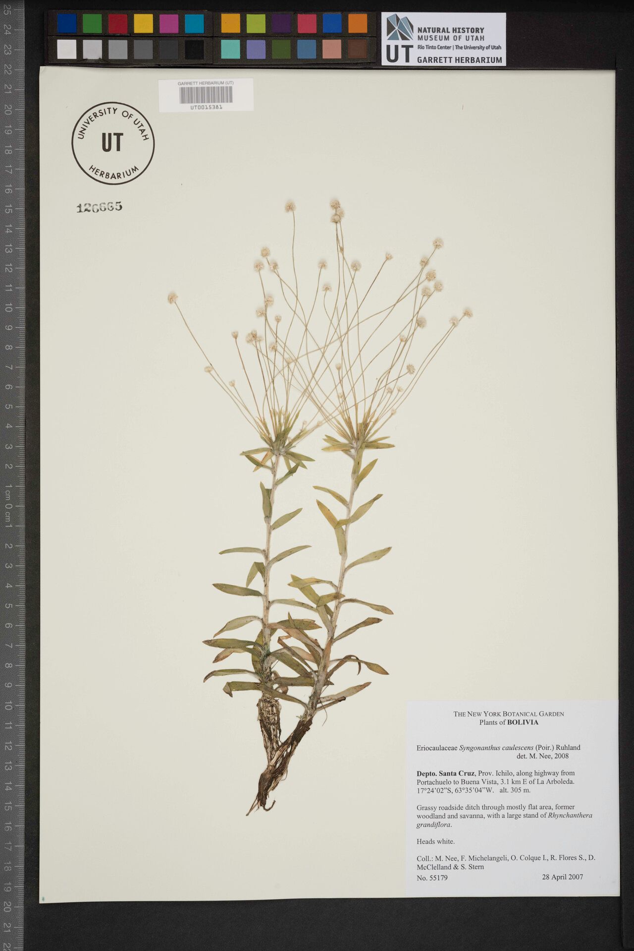 Syngonanthus caulescens other