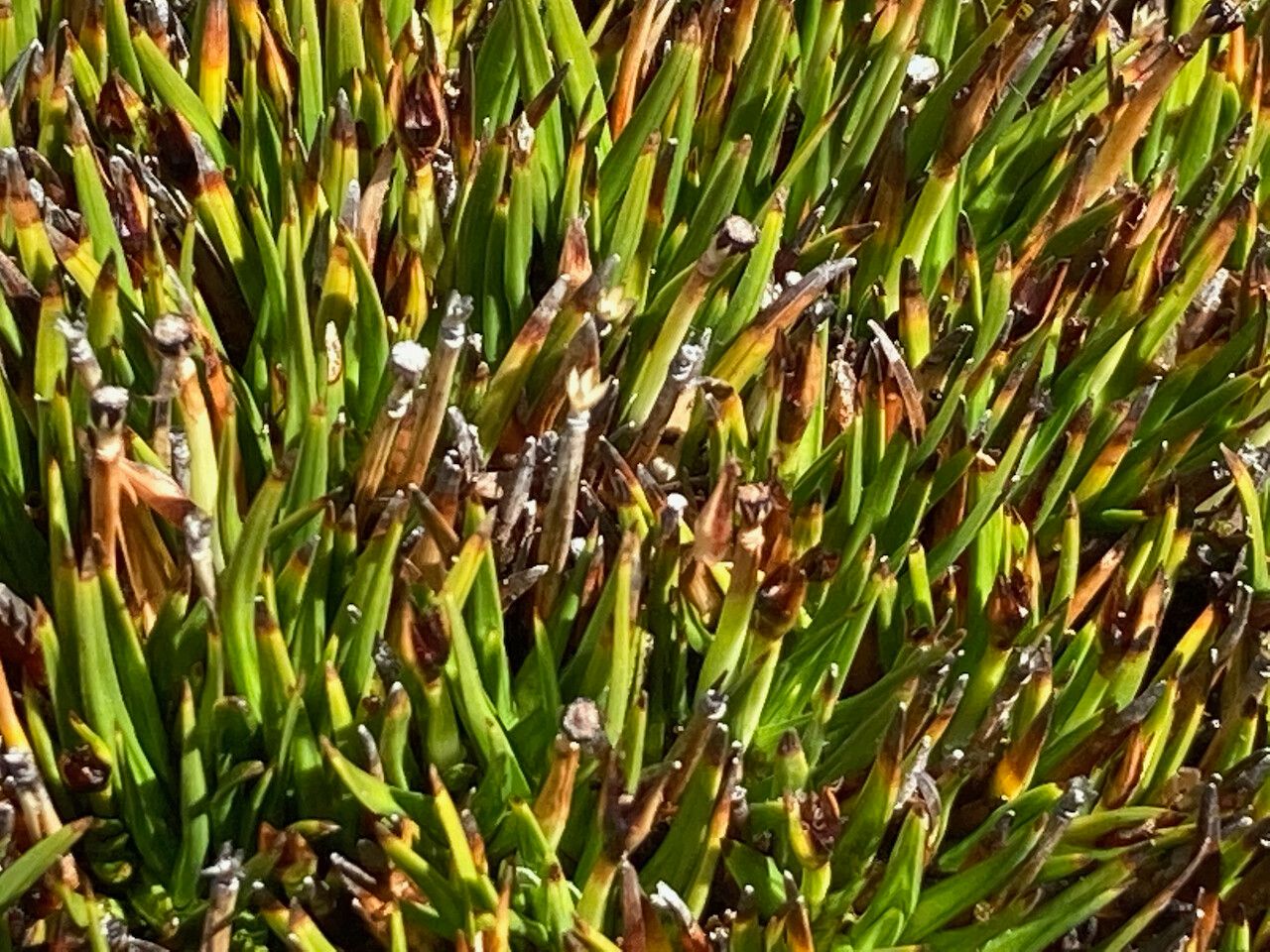 Oreobolus obtusangulus flower