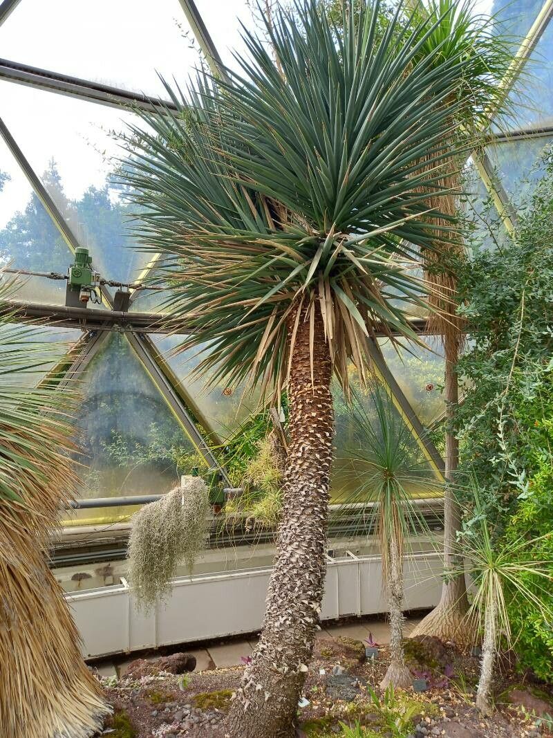 Yucca treculeana habit