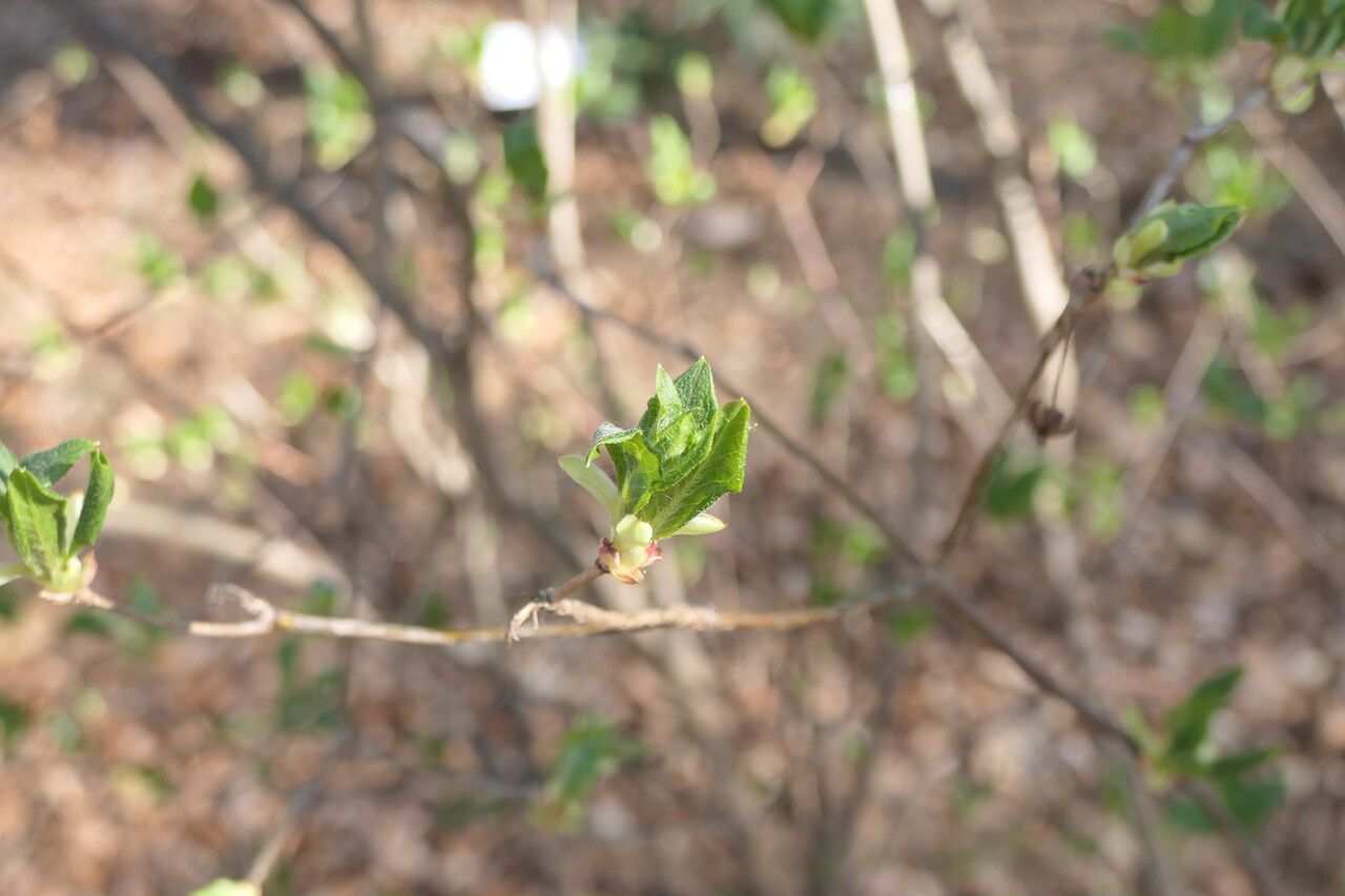 Enkianthus deflexus — related species from the same genus