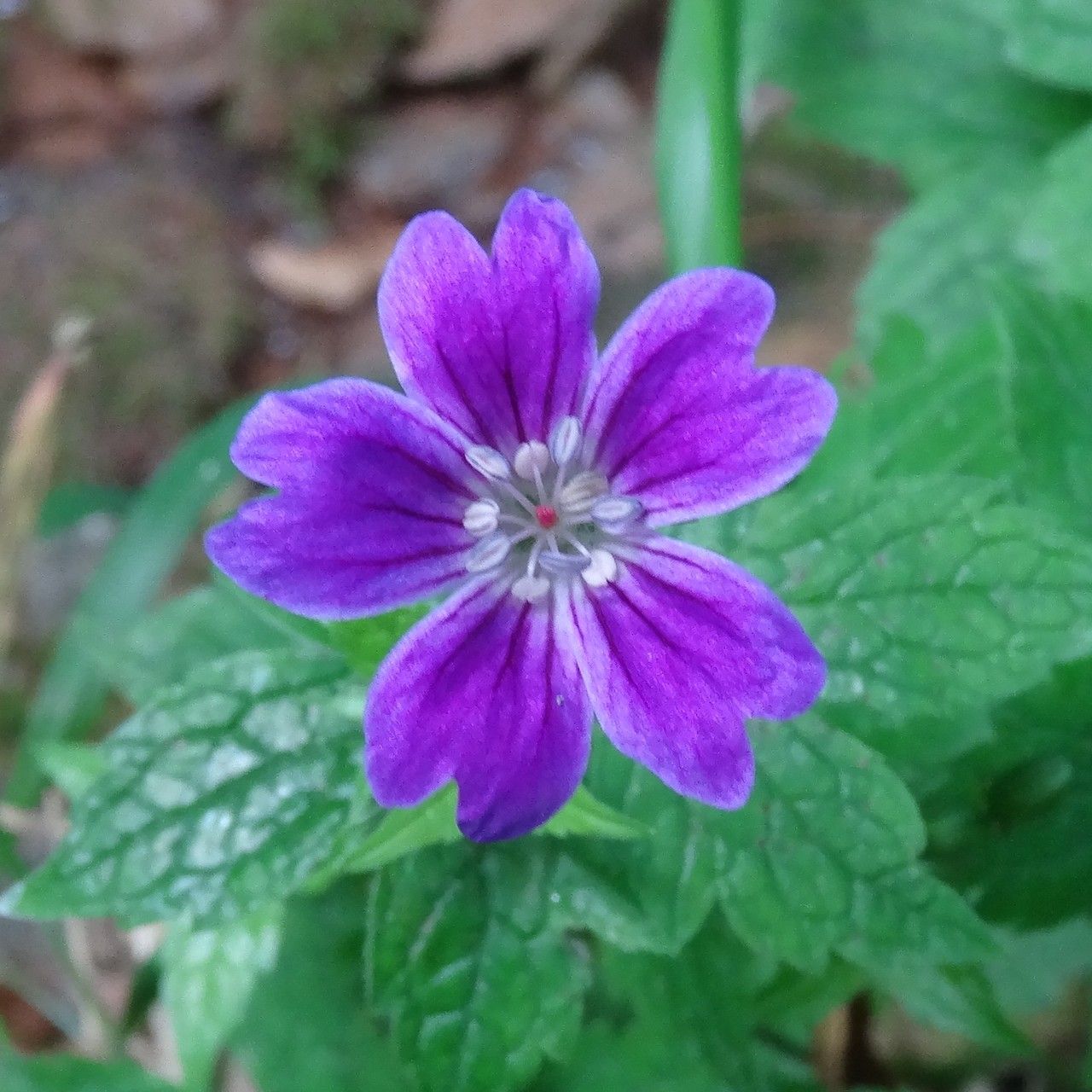 Geranium nodosum flower