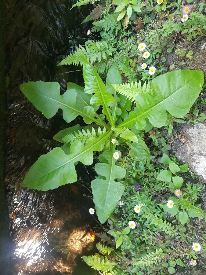 Sonchus fruticosus flower