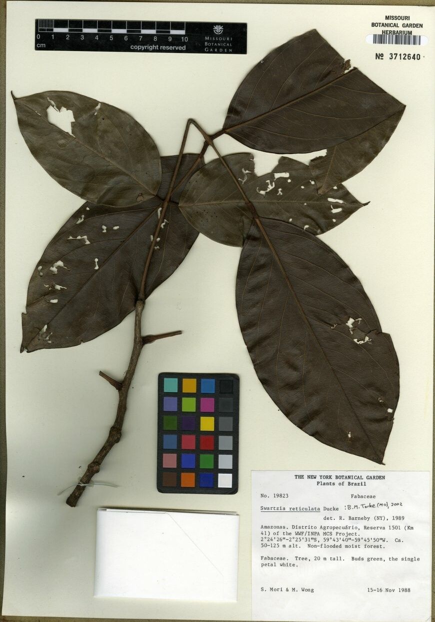 Swartzia reticulata — houseplant care guide