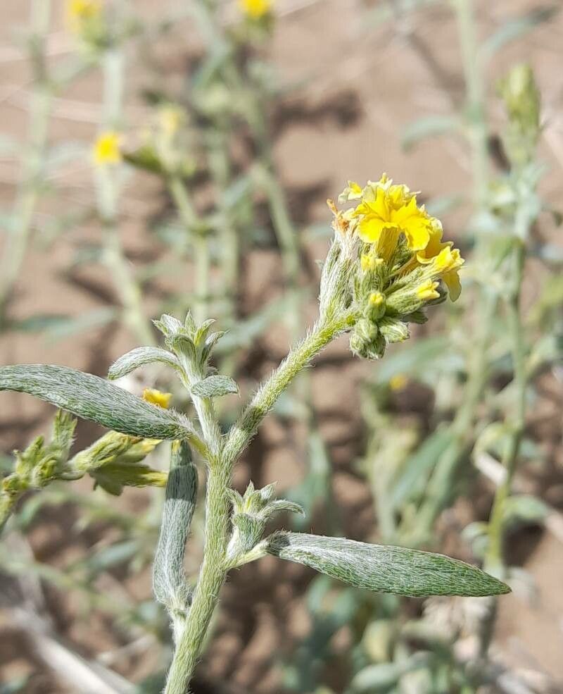 Euploca mendocina flower