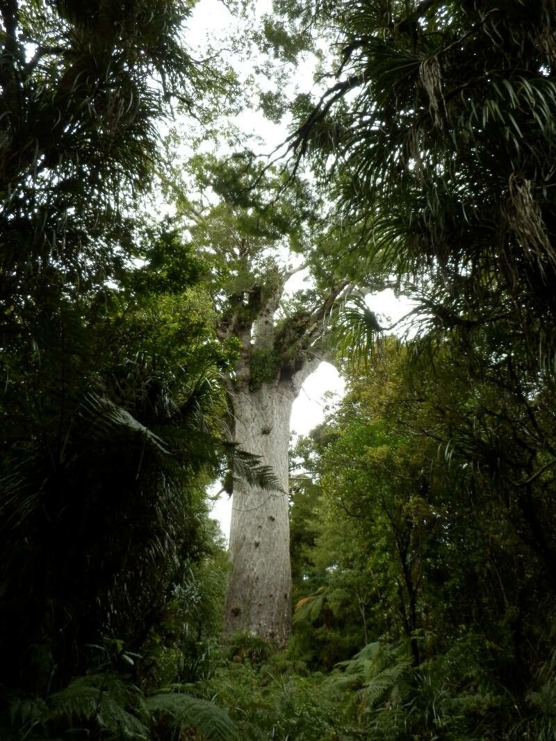 Agathis australis leaf