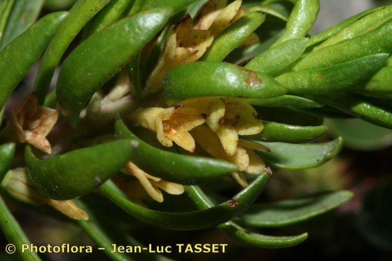 Thymelaea calycina flower