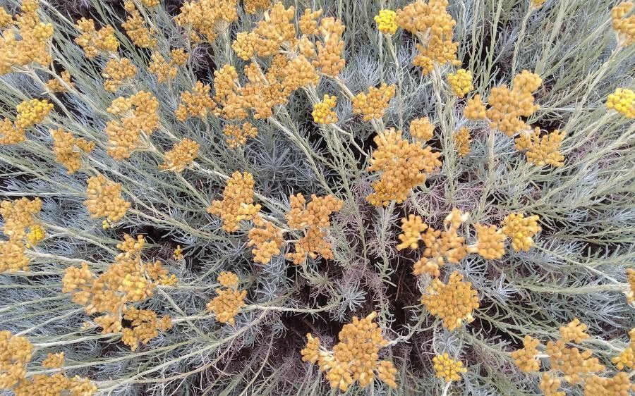 Chrysocephalum semipapposum flower