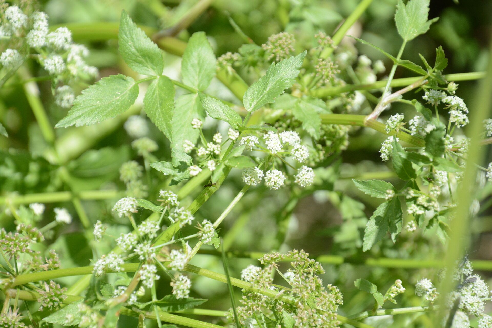Imperatoria hispanica flower