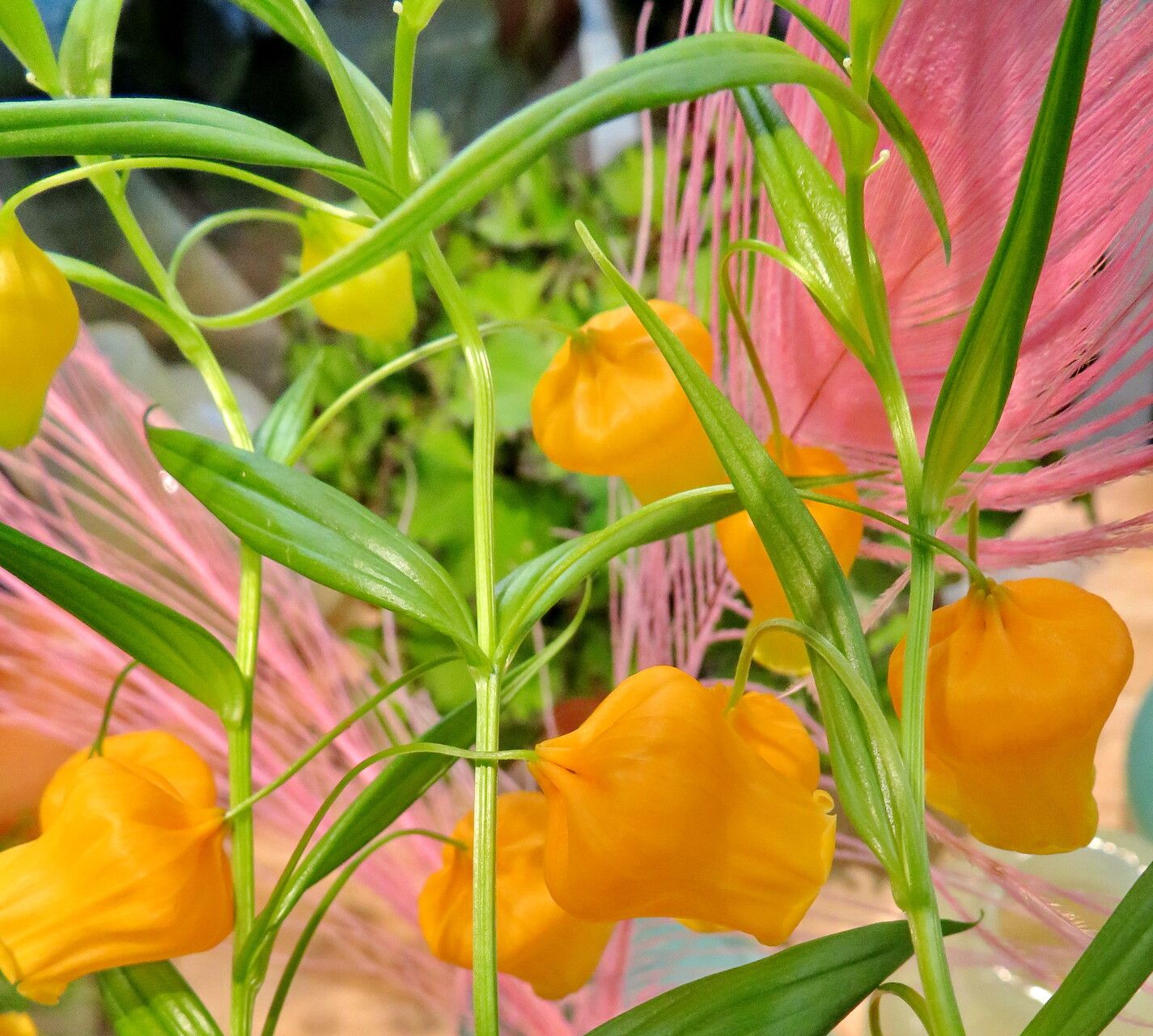 Sandersonia aurantiaca — houseplant care guide