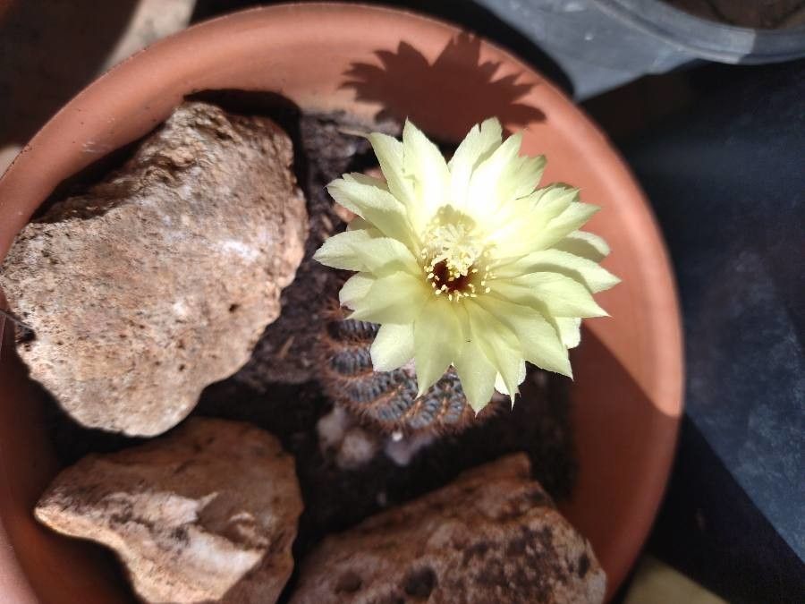 Frailea mammifera flower