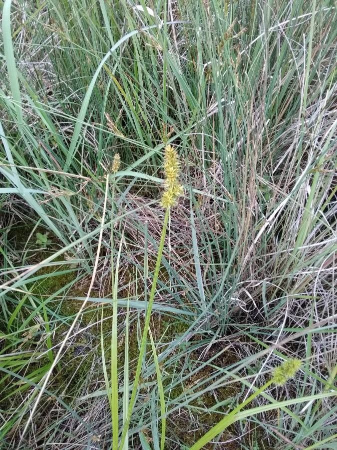 Carex vulpinoidea flower