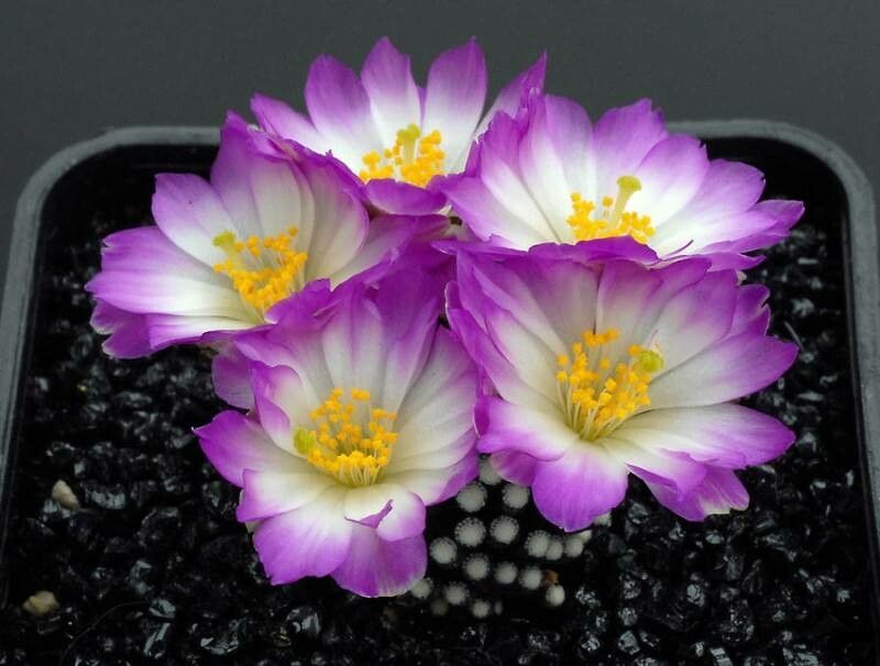 Mammillaria luethyi flower
