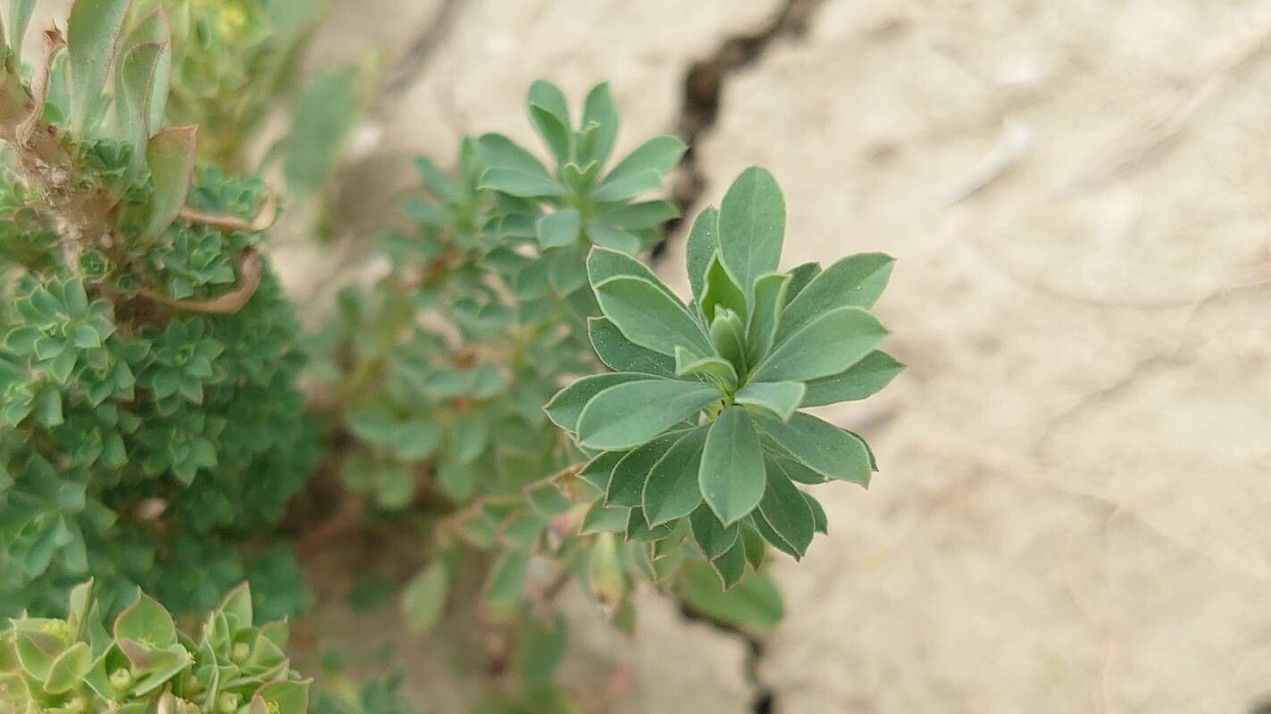 Euphorbia falcata leaf
