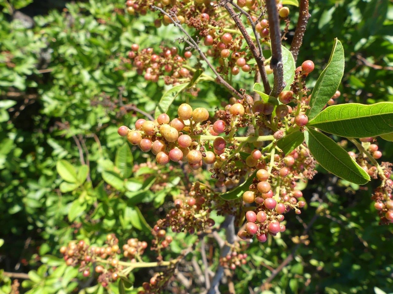 Searsia longipes fruit
