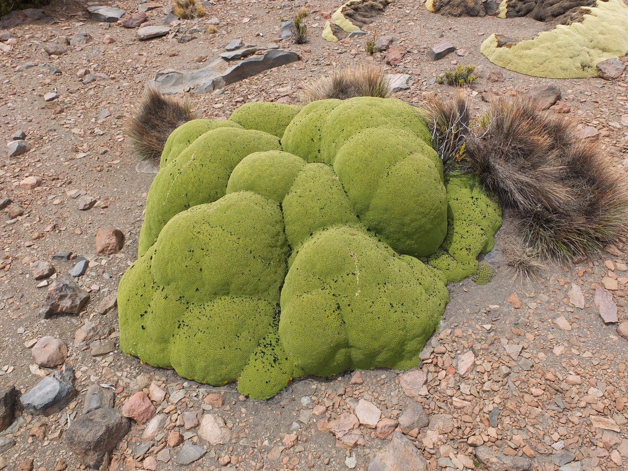 Azorella compacta — search result for 'Peru to Bolivia'