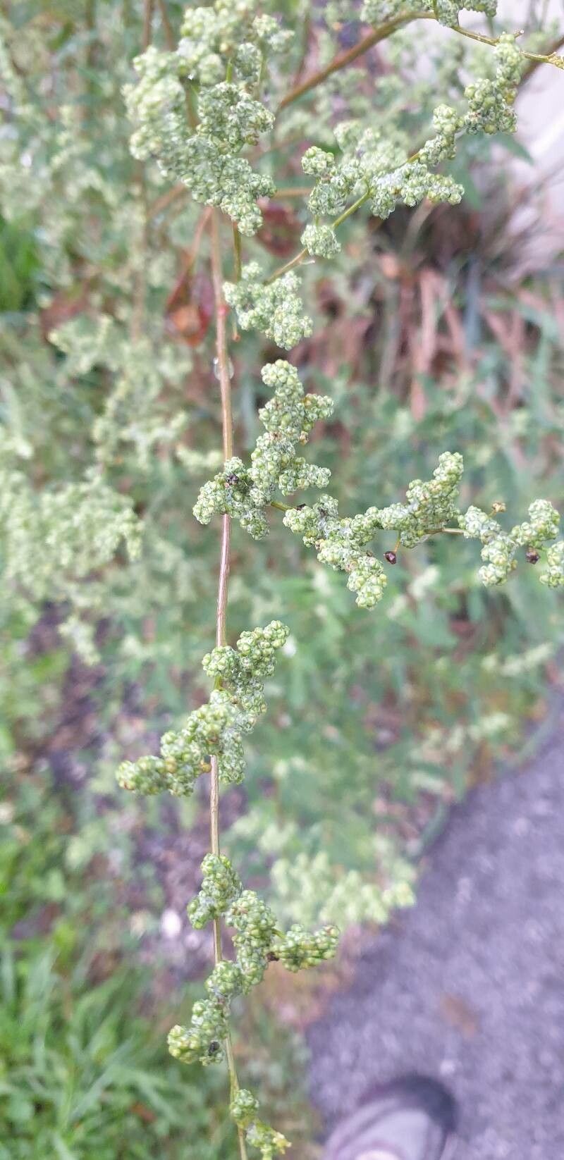 Chenopodium betaceum — search result for 'Chenopodium'