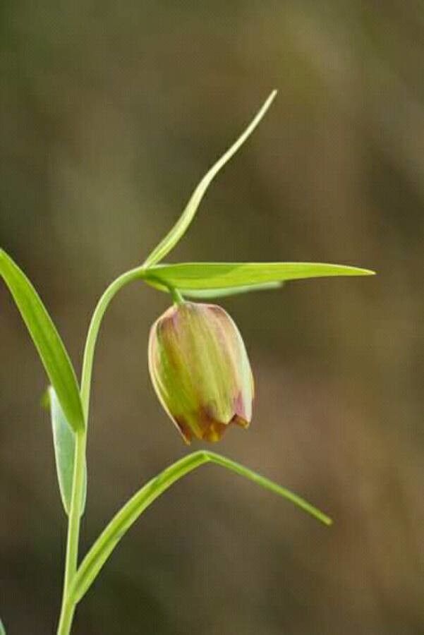 Fritillaria gussichiae — search result for 'Serbia'