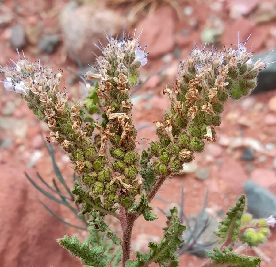 Phacelia pinnatifida flower