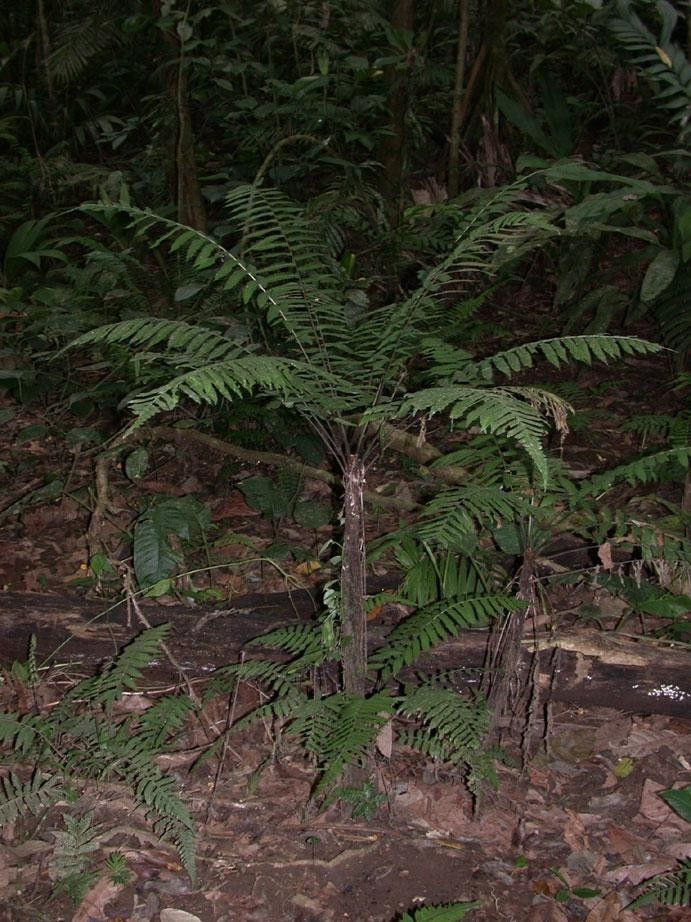 Diplazium striatum habit