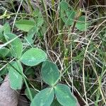 Trifolium pratense