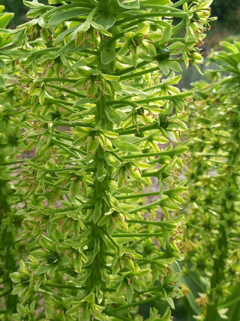 Eucomis pallidiflora flower