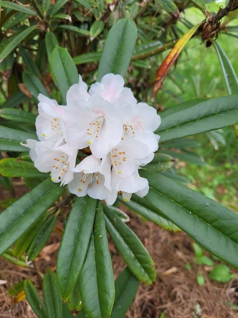 Rhododendron thayerianum flower